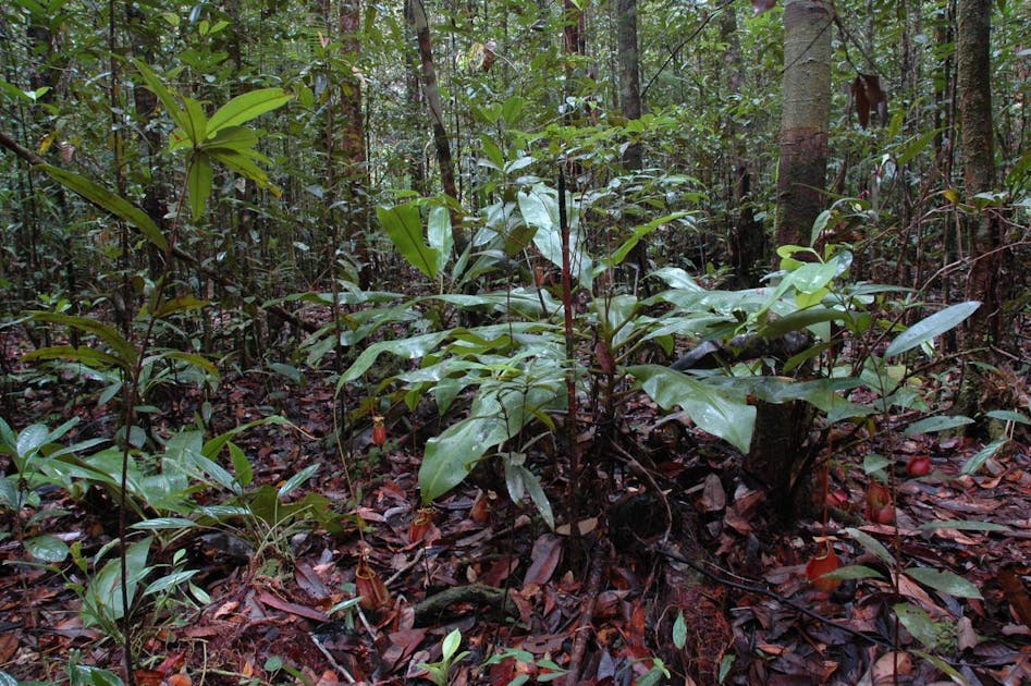 Borneo Peat Swamp Forests | One Earth