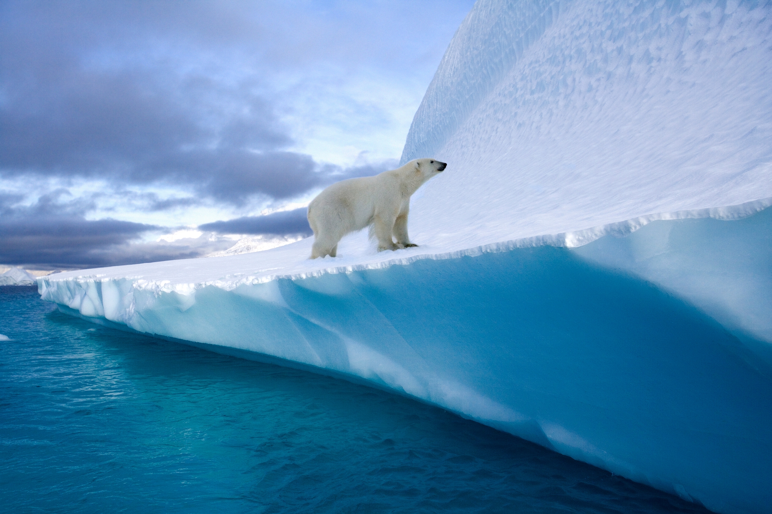 Polar bear on an iceberg in Northwest Fjord in eastern Greenland. Image Credit: SteveAllenPhoto999, Envato Elements.