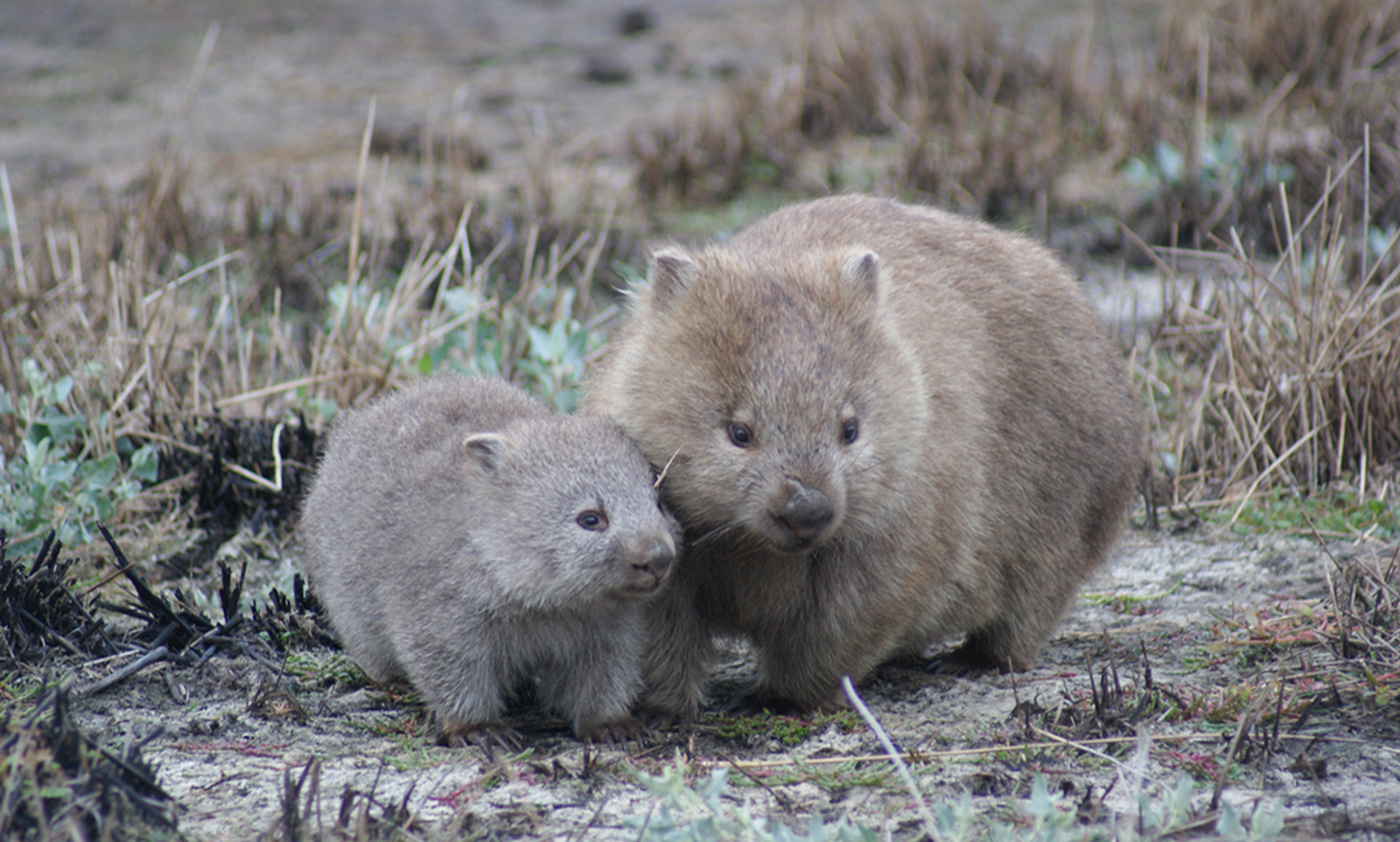 A common wombat mother and her joey. Image Credit: YANG ET AL. 2021.