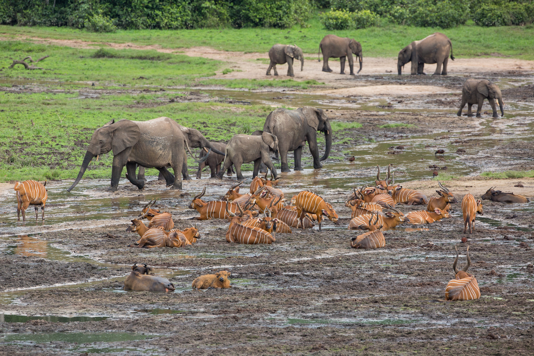 African forest elephants, lowland bongos, and forest buffalos in the Dzanga Sangha Special Reserve, Central African Republic. Image credit: Gregoire Dubois