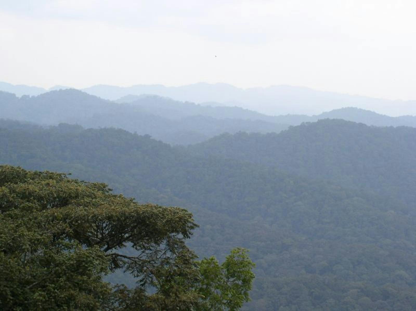 Albertine Rift Montane Forests