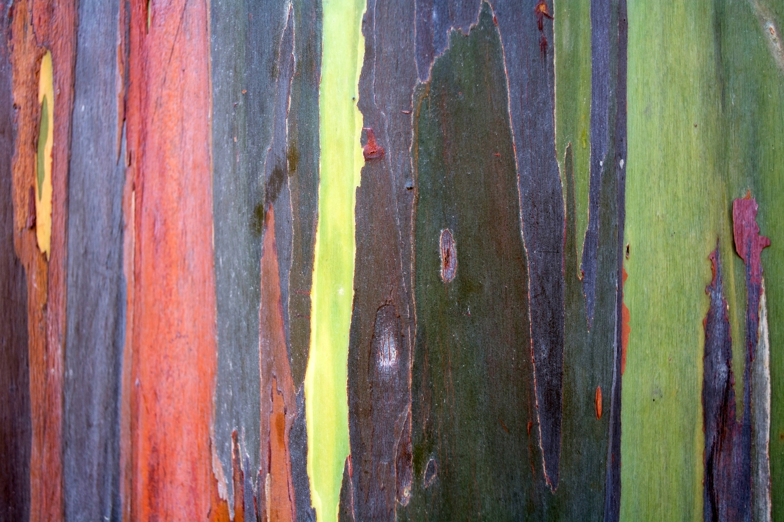The colorful pattern of rainbow eucalyptus tree. Image Credit: © Lehakok | Dreamstime.com.