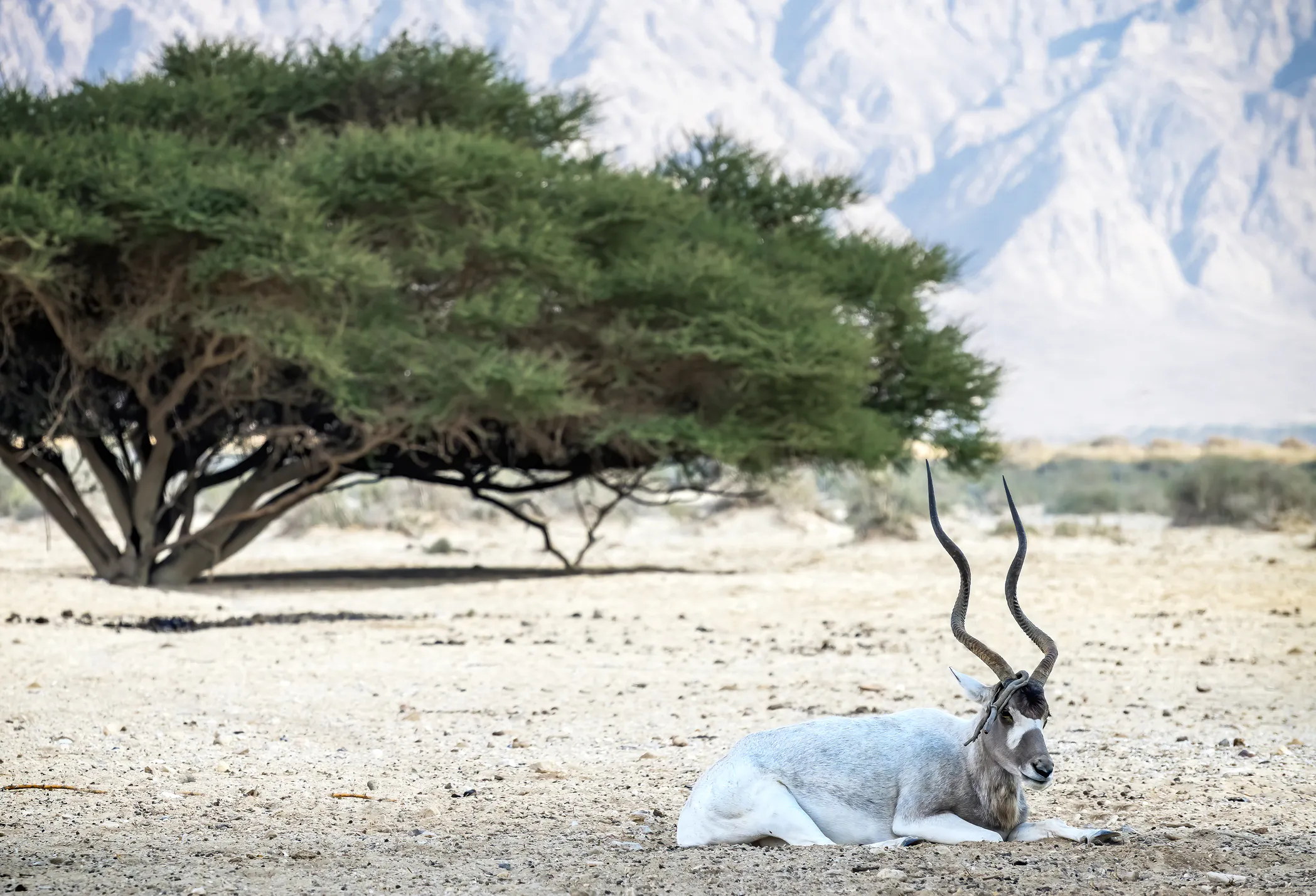 An addax lies at rest in a protected reserve, part of ongoing efforts to reintroduce the critically endangered species to its native range. Image Credit: © Gorshkov13, Dreamstime. An addax lies at rest in a protected reserve, part of ongoing efforts to reintroduce the critically endangered species to its native range. Image Credit: © Gorshkov13, Dreamstime.