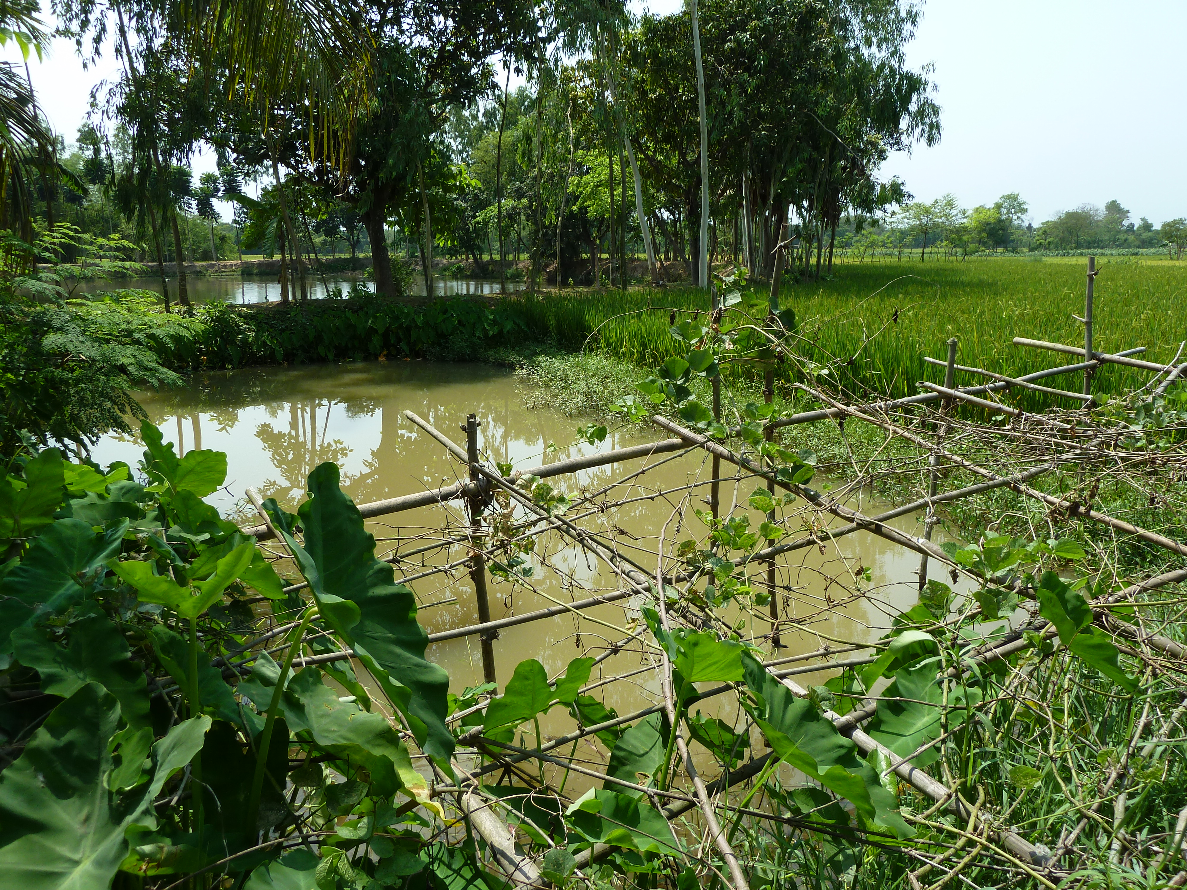 Rice-fish farming in the Joypurhat district, Bangladesh. Image Credit: Anne Delaporte, Flickr.