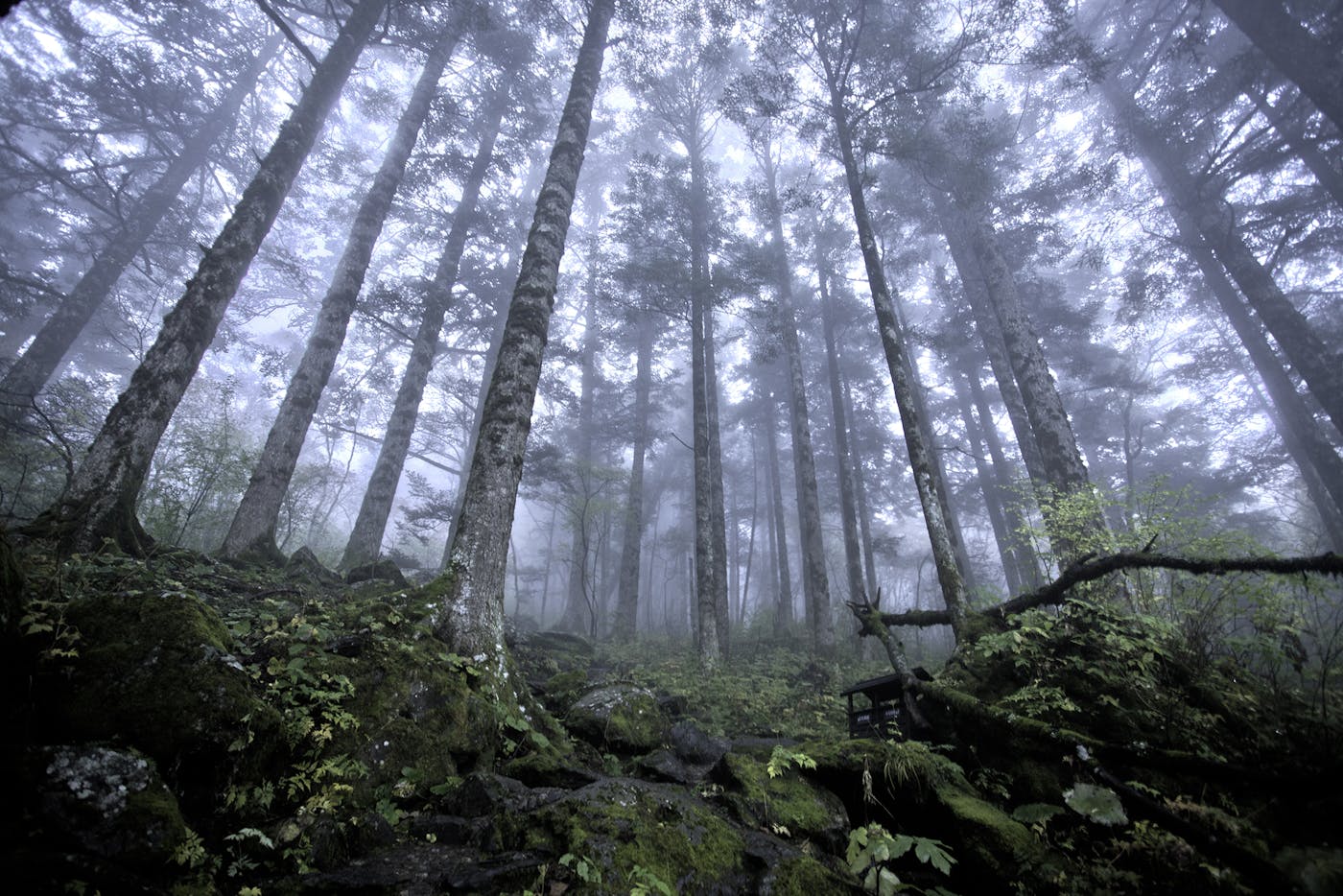 Sichuan Basin & Central Mountain Forests (PA51)