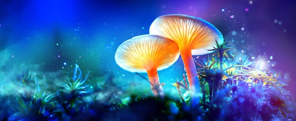 The future is fungi: How mushrooms are improving health, ecosystems, and even fashion