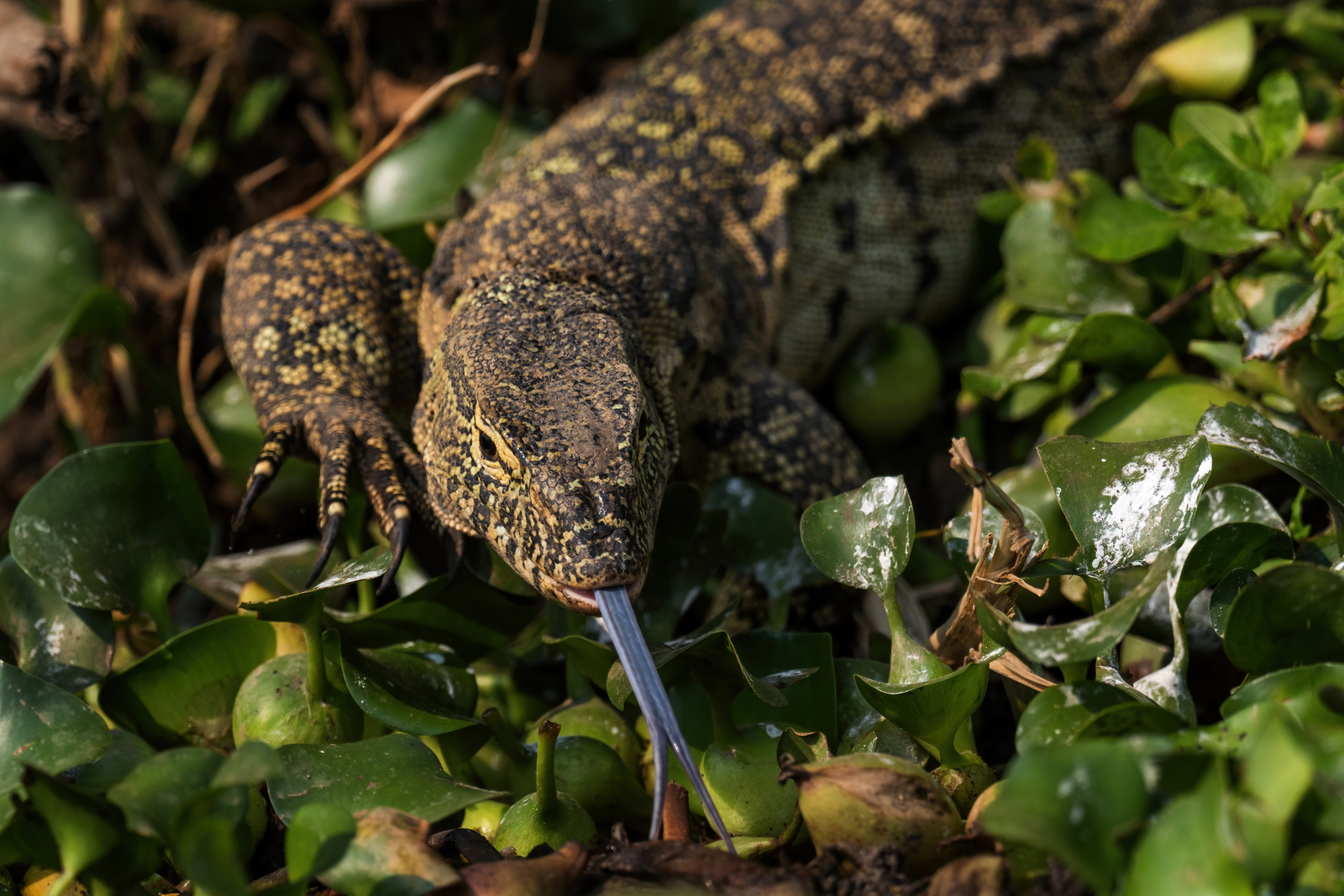 A Nile monitor roaming the wetlands of Queen Elizabeth National Park, Uganda. Image Credit: © David Havel, Dreamstime. A Nile monitor roaming the wetlands of Queen Elizabeth National Park, Uganda. Image Credit: © David Havel, Dreamstime.
