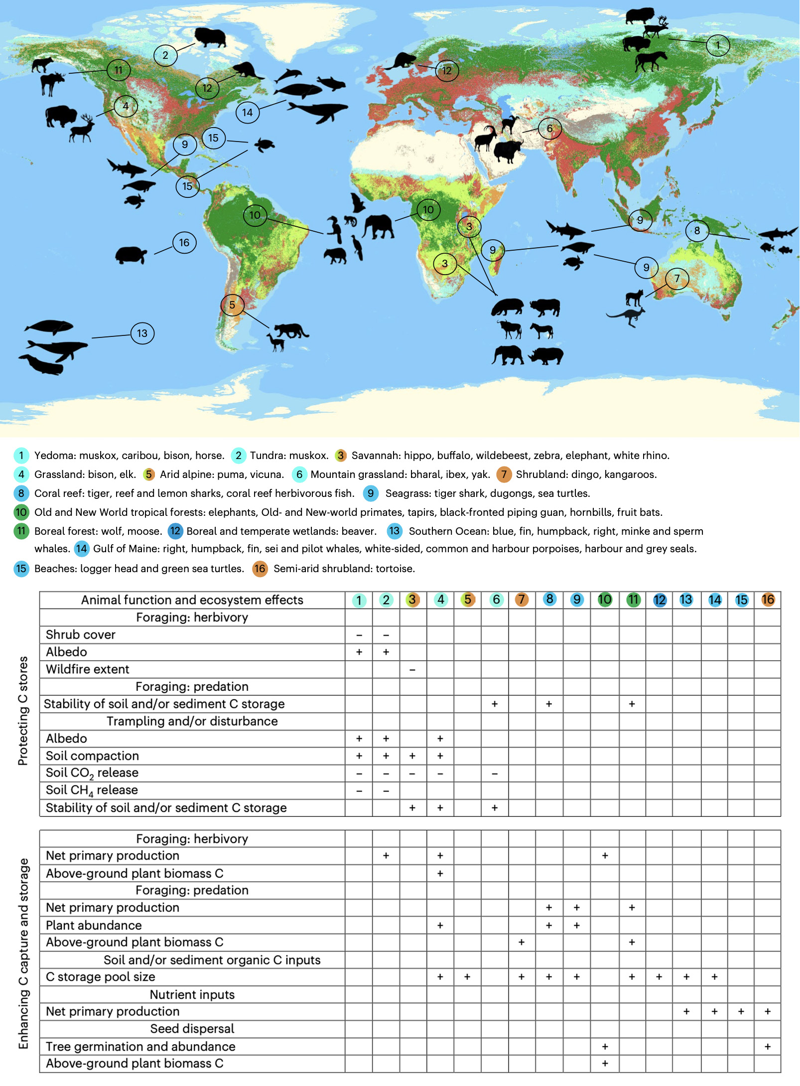 Keystone species and their role in rewilding