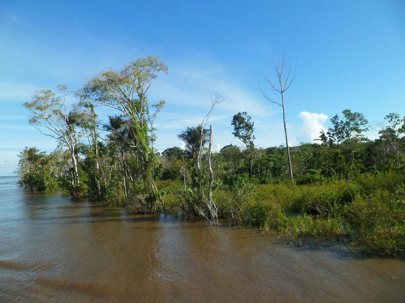 Central Amazonian Forests (NT19)
