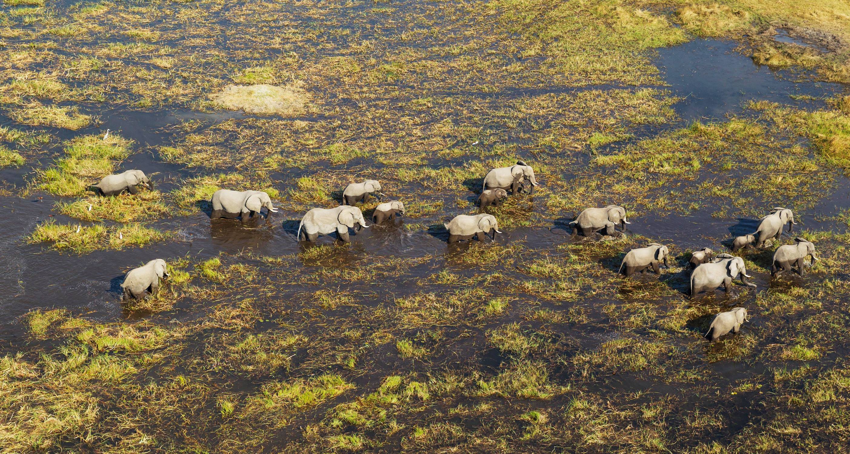 African Elephants (Loxodonta africana), breeding herd, roaming in a freshwater marsh, Okavango Delta, Botswana, Africa.