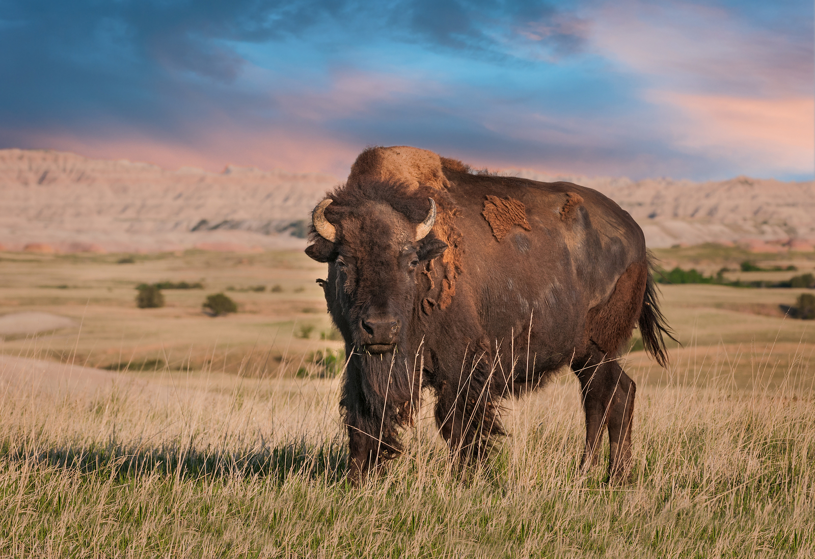 An American bison bull in the Badlands National Park, South Dakota. Image Credit: © Geoffrey Kuchera | Dreamstime.com.