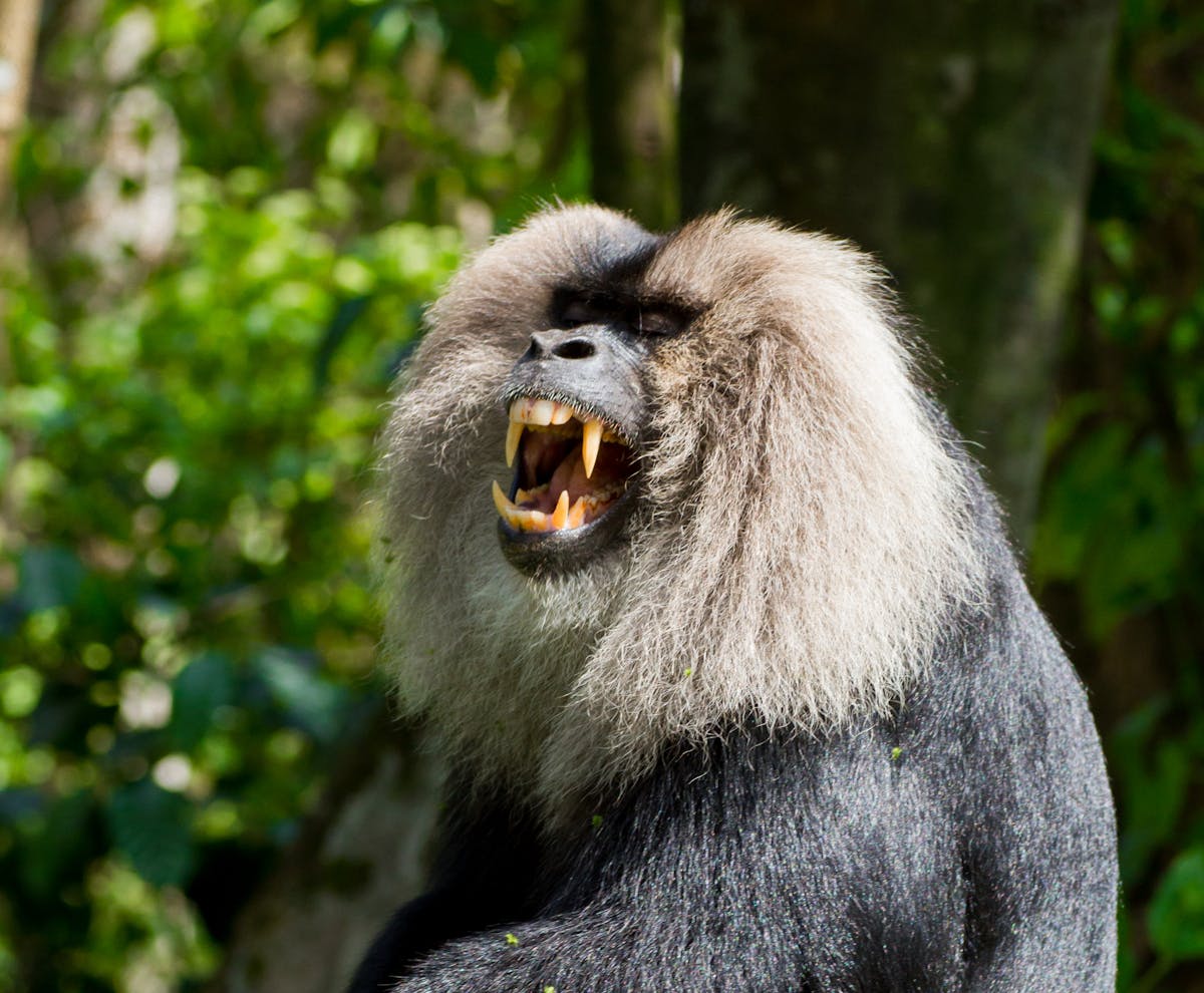 Lion-tailed macaques: how bearded monkeys help the rainforest bloom