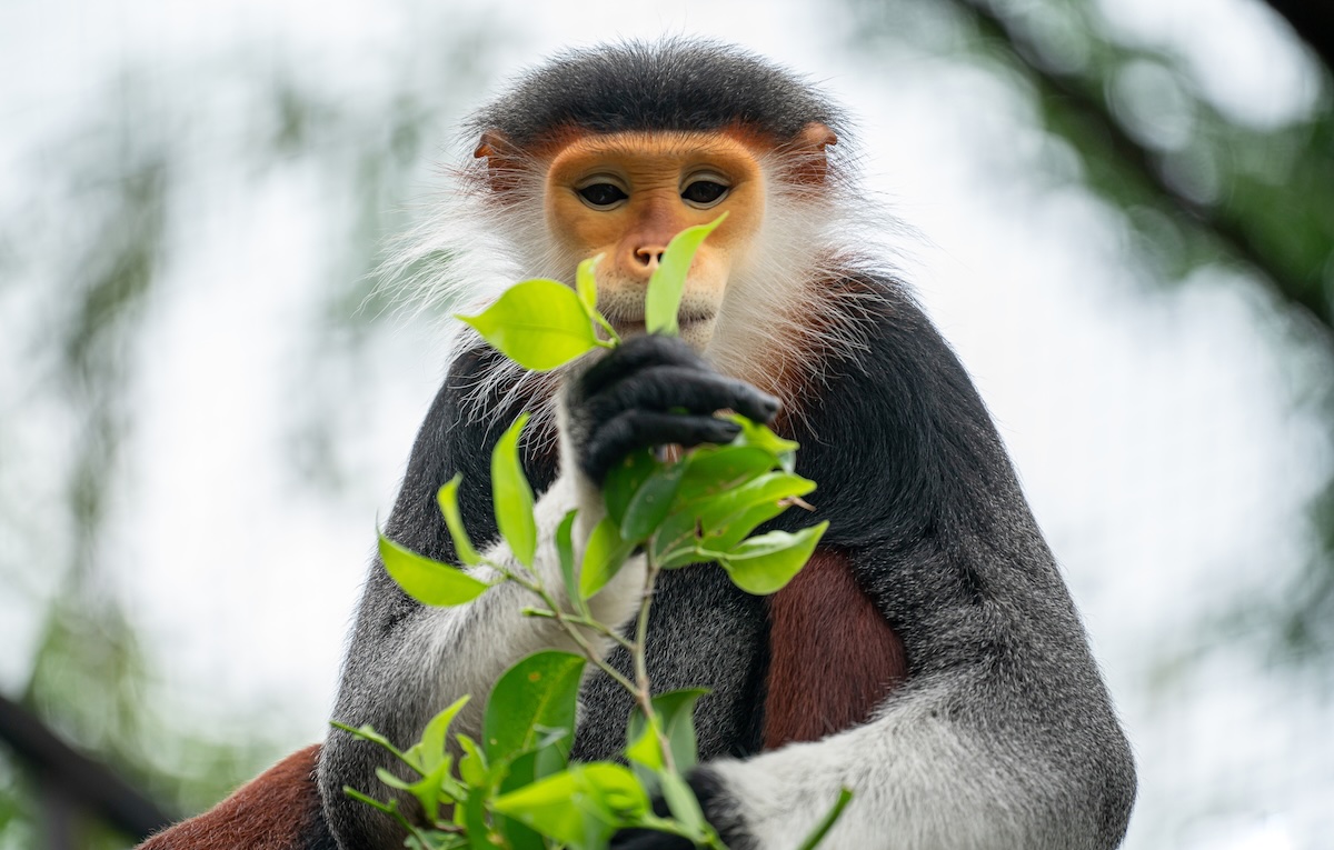 Red-shanked douc langur (Pygathrix nemaeus).