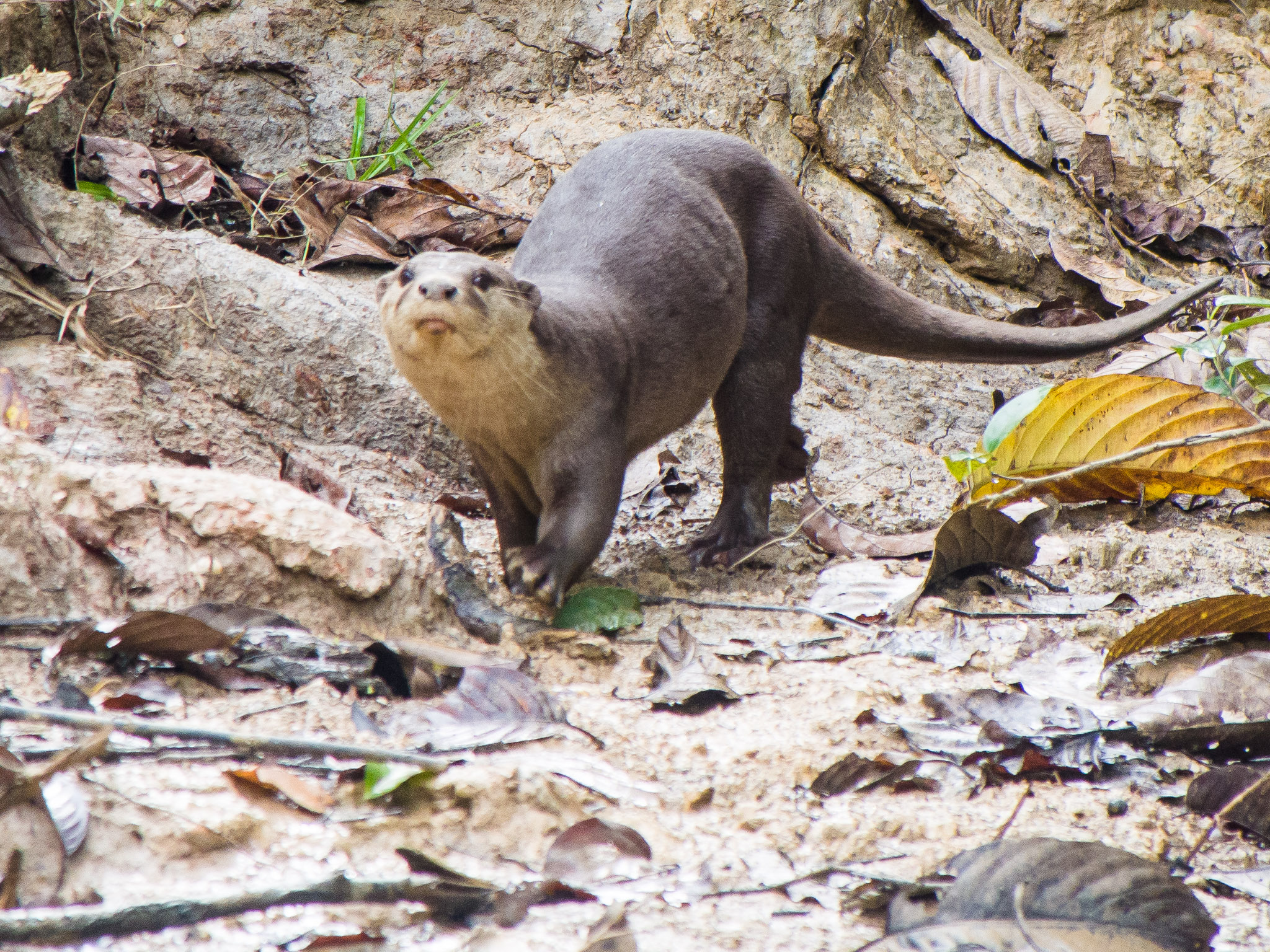 just press record to otter