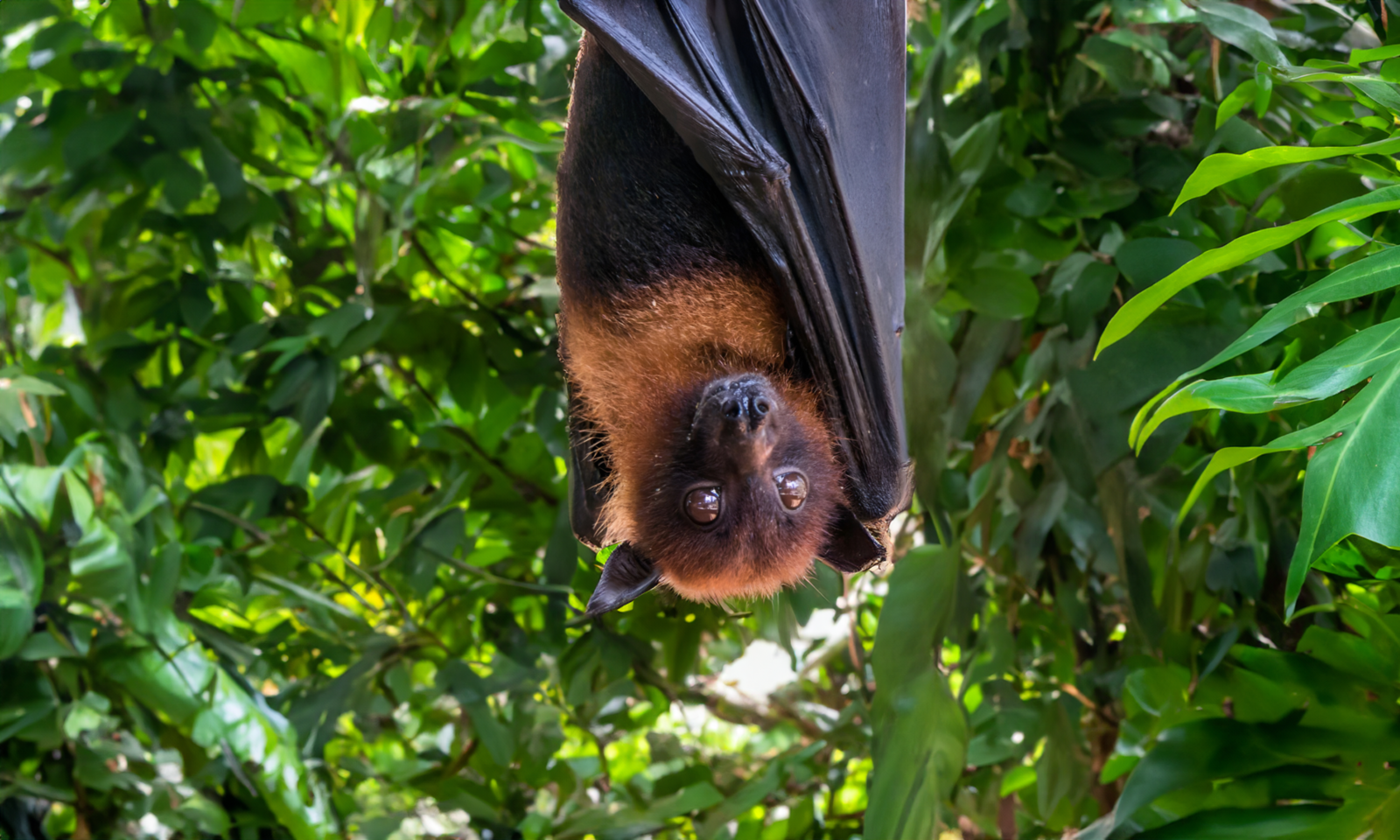 Pemba flying fox. ⁠Image Credit: By Wirestock from Getty Images via Canva Pro.