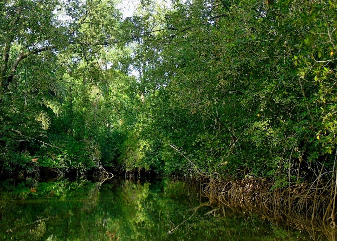 Gulf of Guinea Coastal Forests & Mangroves (AT17)