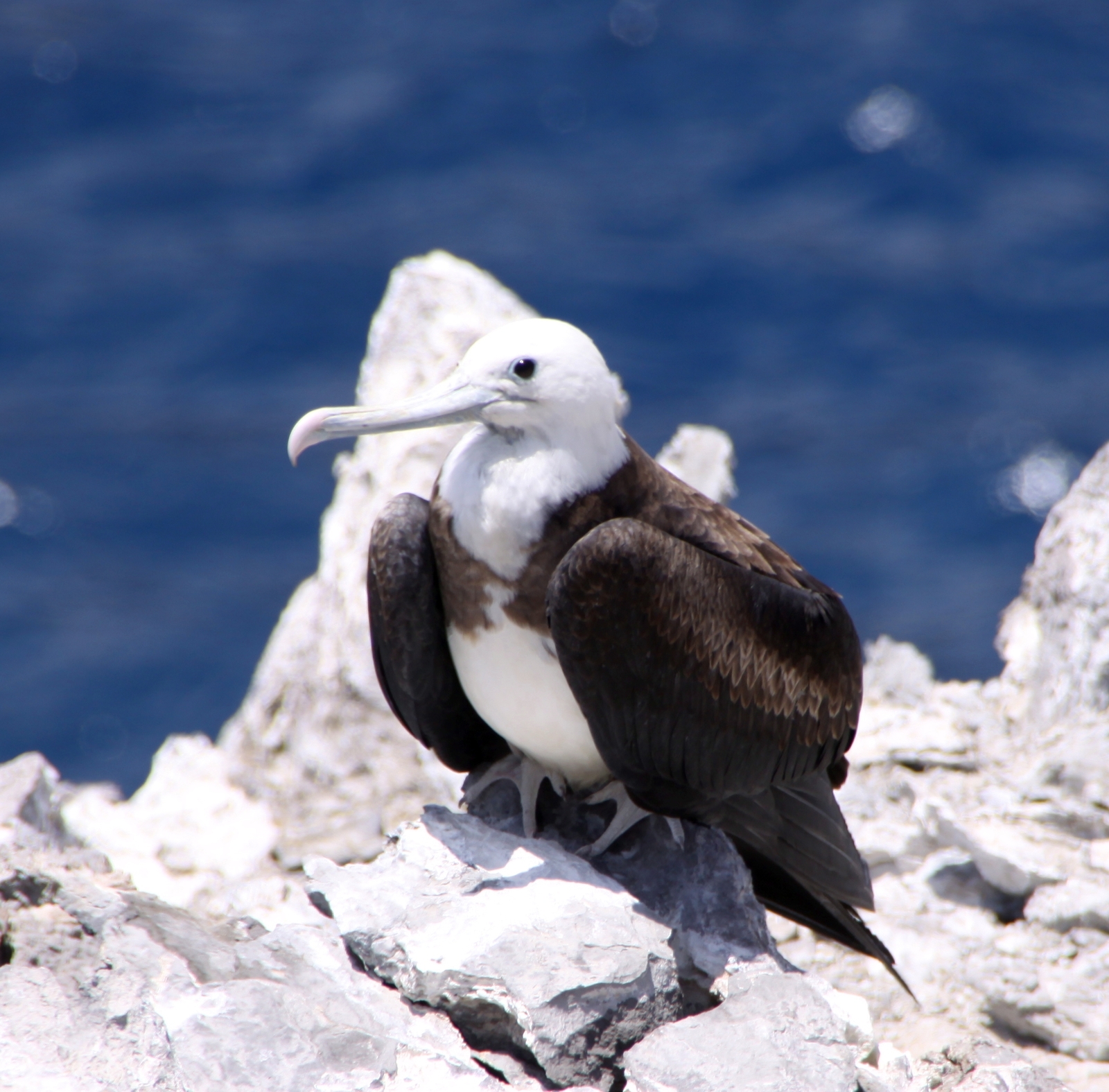 A female juvenile Ascension frigatebird. Image Credit: Wiki Commons.