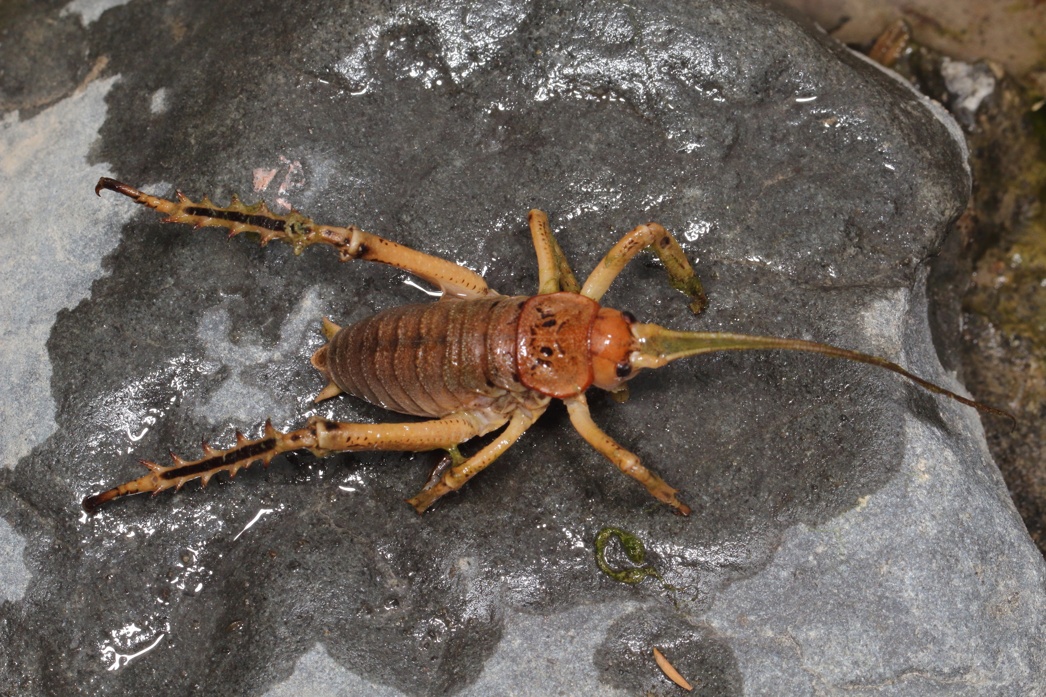 Kaikoura giant weta. Image credit: iNaturalist, Jacobi