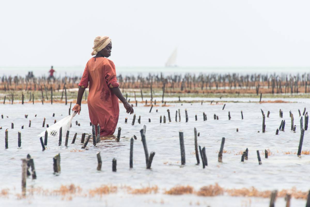 Local woman harvesting cultivated seaweed, Zanzibar. Image credit: ID​ 109544279 ©​ Ventura69 |​ Dreamstime.com