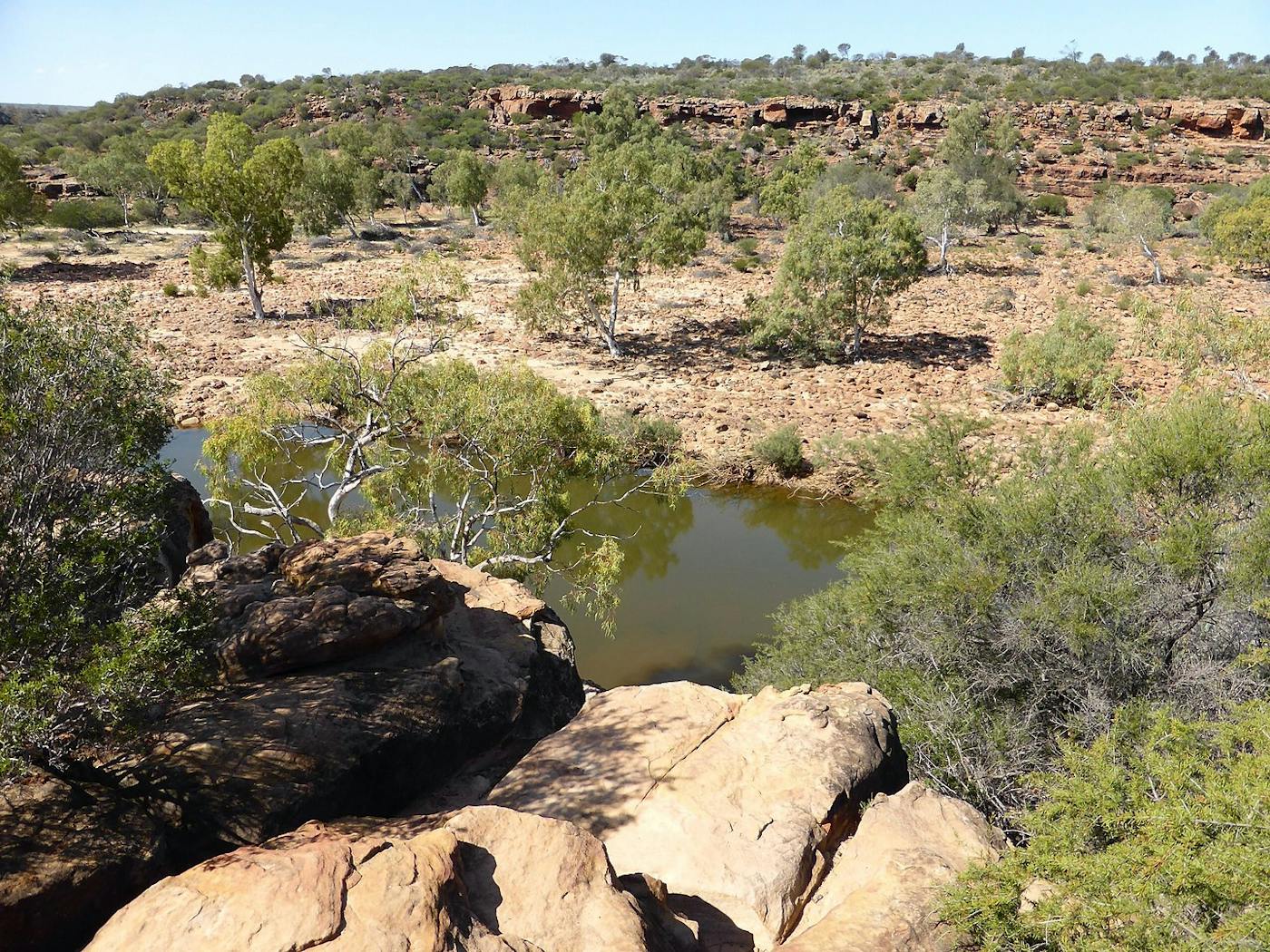 South Australian Mediterranean Forests, Woodlands & Scrub (AU5)