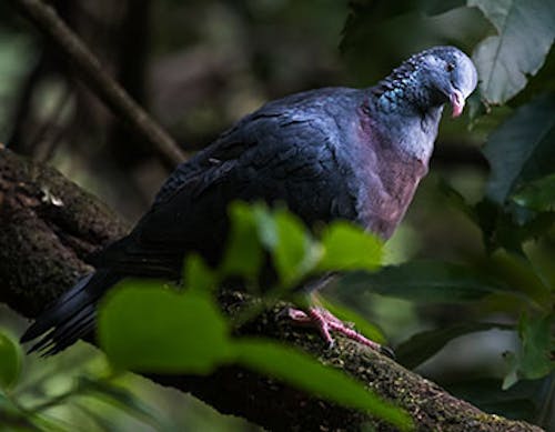Madeiran long-toed pigeon
