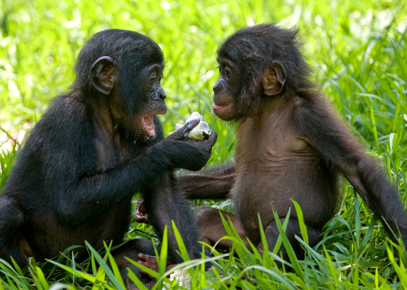 Bonobos eating bamboo. Democratic Republic of Congo. Lola Ya BONOBO National Park dreamstime_xl_80442858.jpg