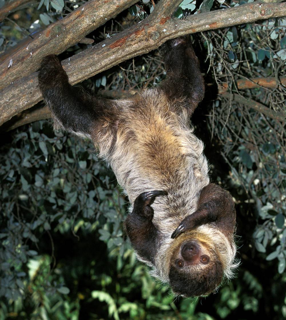 Maned three-toed sloth: a charming species that aids growing trees