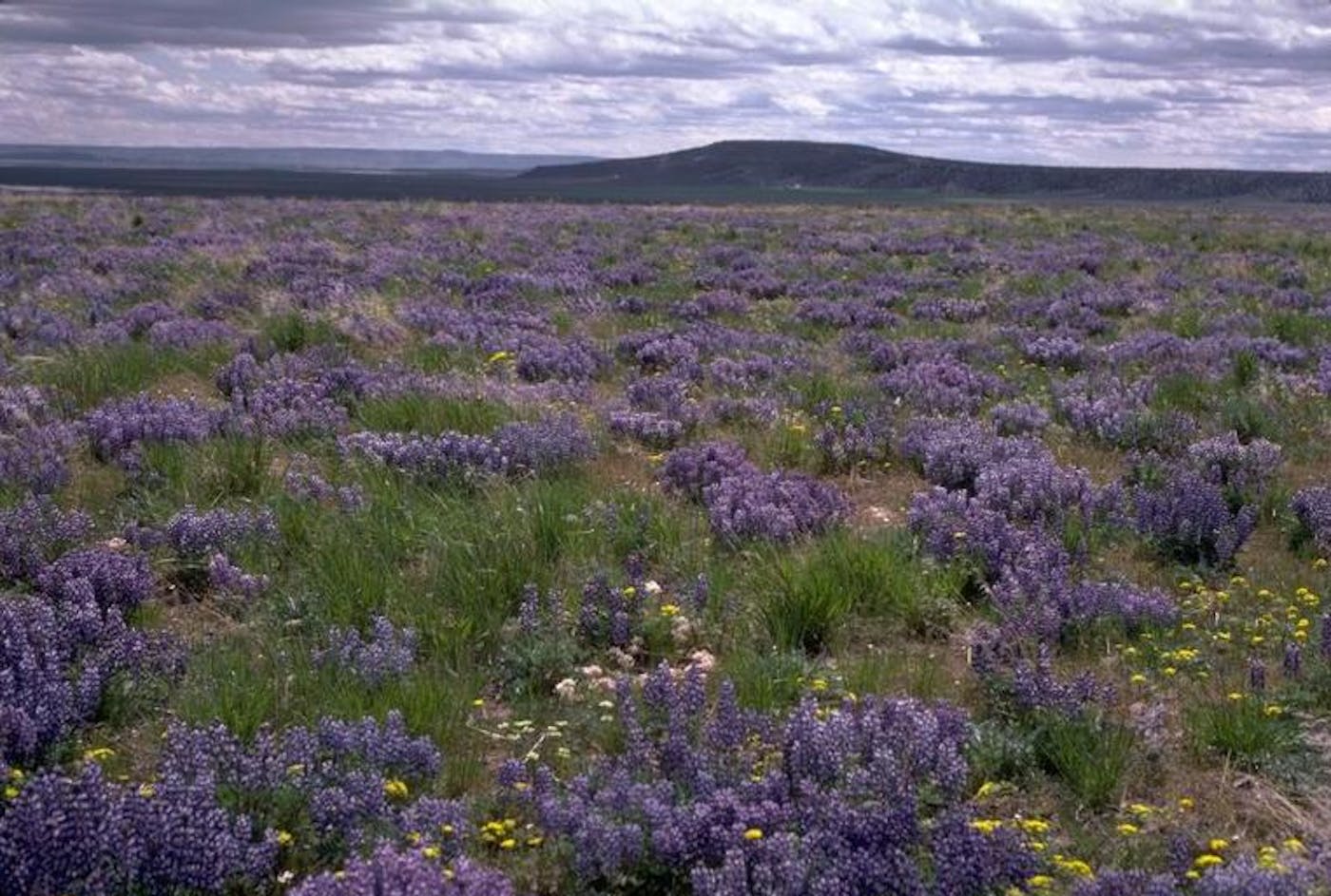 Great Basin & Columbia Steppe (NA18)