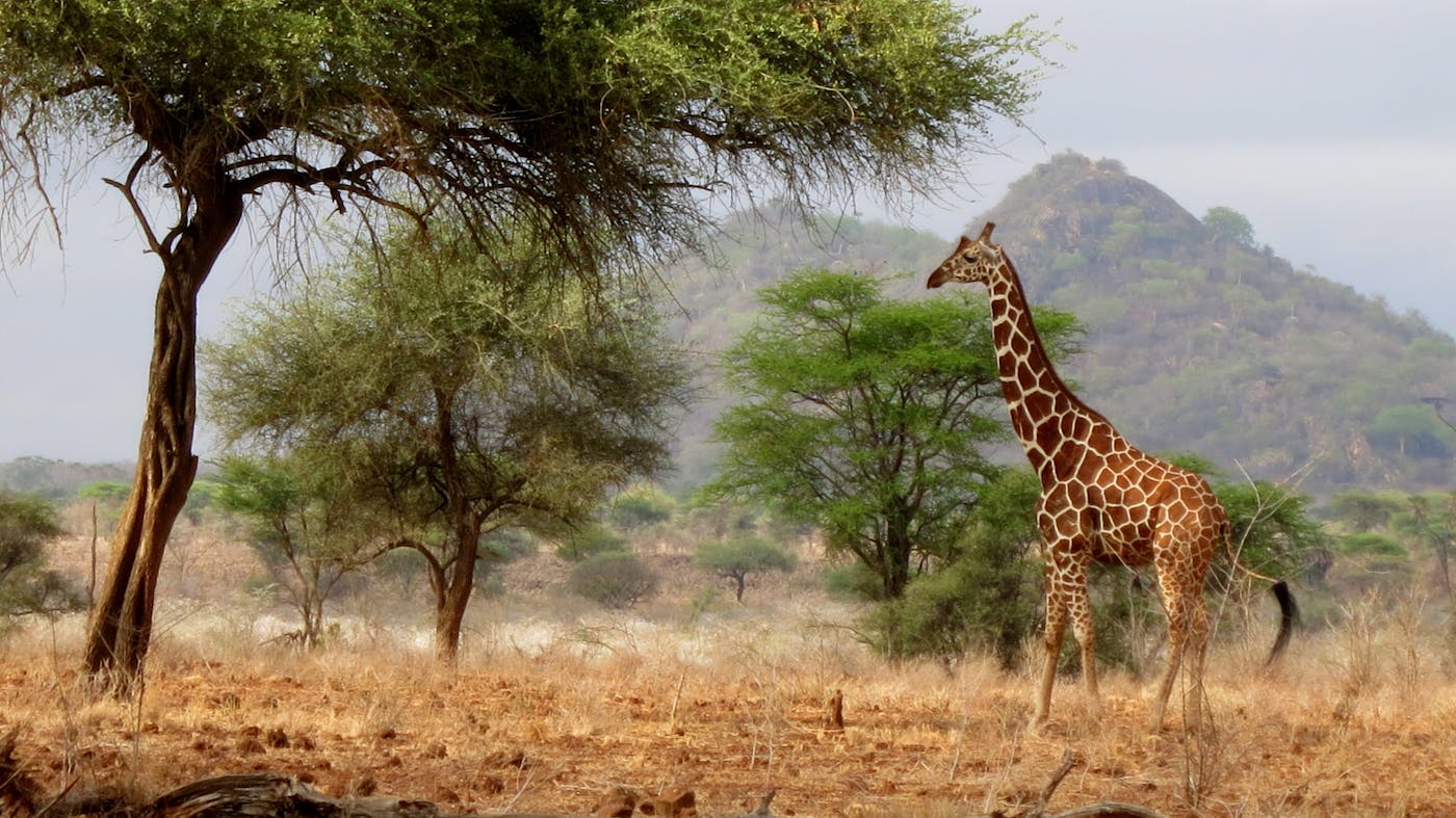 Lake Turkana-Sudd Grasslands, Bushlands & Forests (AT21)