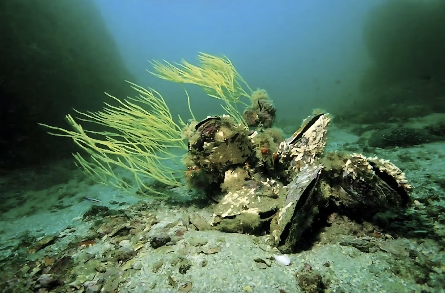 Oysters: Nature’s water filtration system