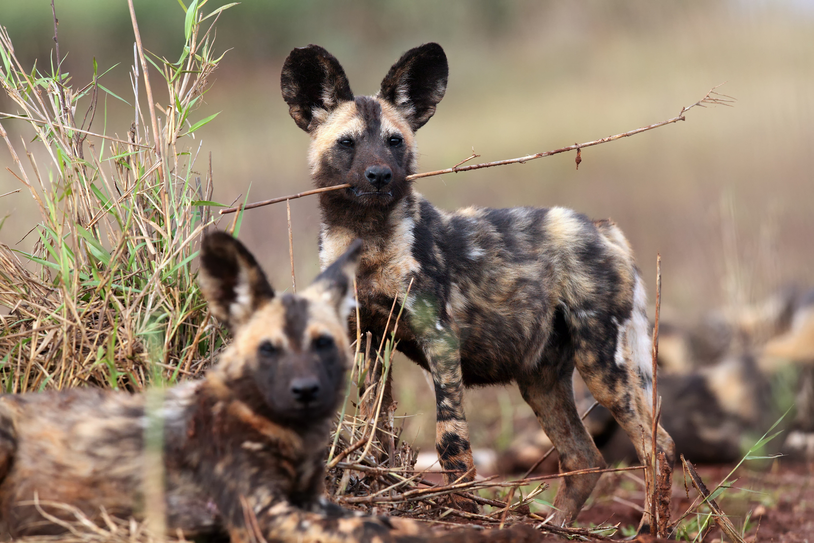 An African wild dog puppy with a piece of reed in his mouth. Image Credit: © Klomsky | Dreamstime.com.