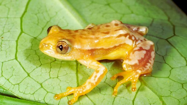 The Knysna banana frog: A jewel of South Africa’s fynbos