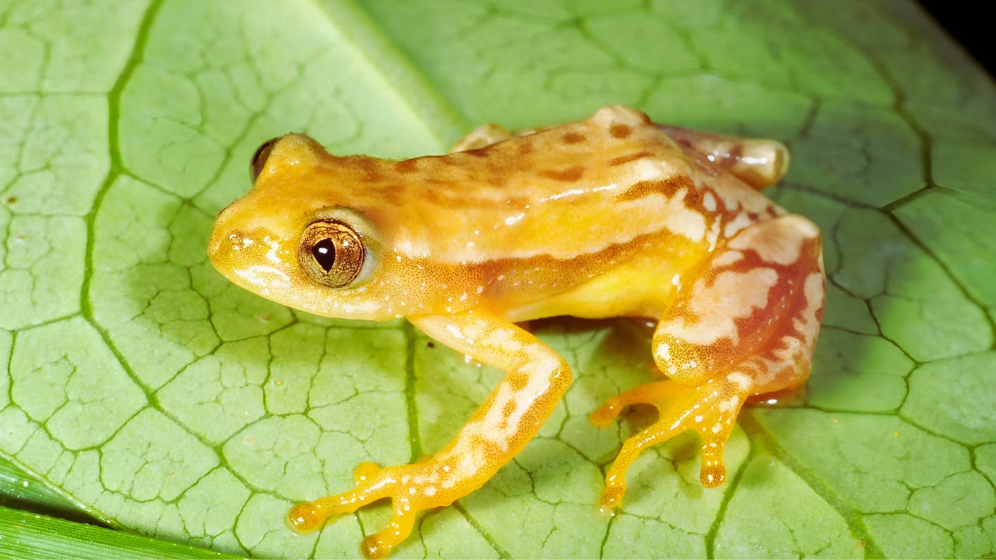 The Knysna banana frog: A jewel of South Africa’s fynbos