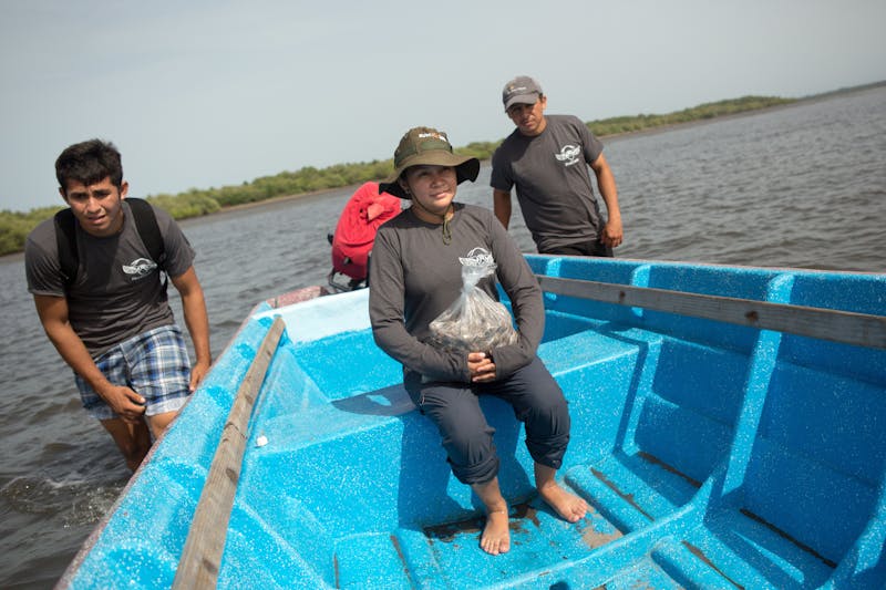 Renewing Hope for Critically Endangered Hawksbill Sea Turtles in El Salvador