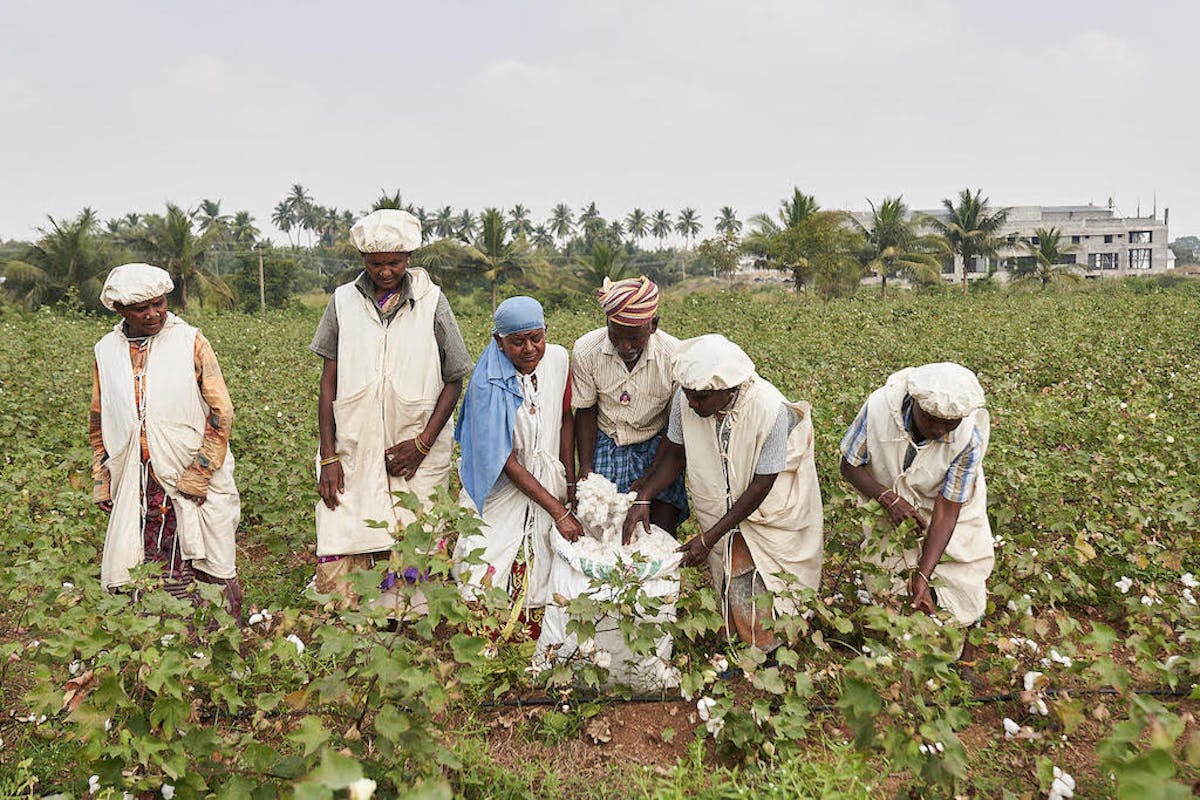 Restoring Traditional Agroecological Cotton Production in Tamil Nadu, India