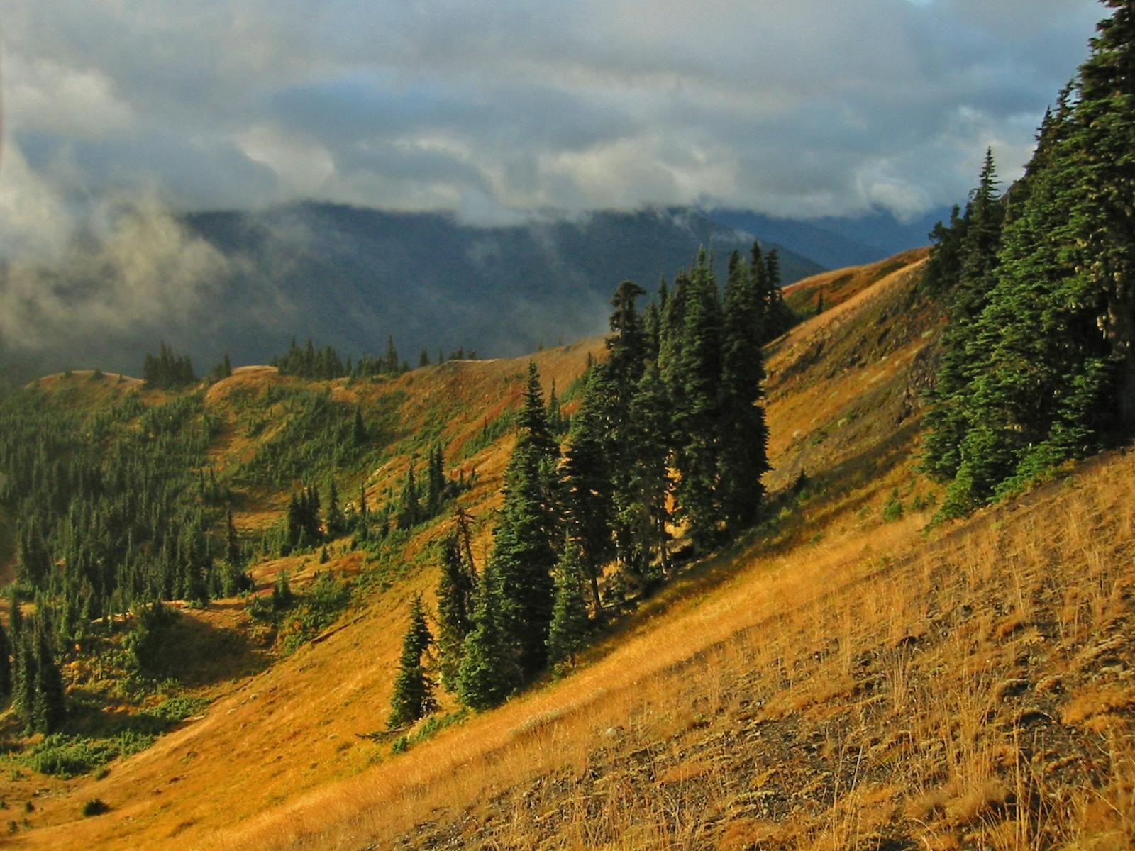 Central Pacific Northwest Coastal Forests