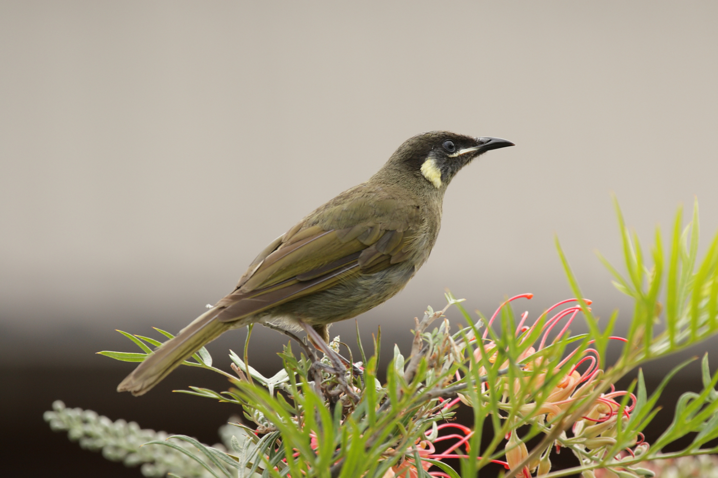 Tagula Honeyeater. Image credit: Dreamstime, Dirkr (License)