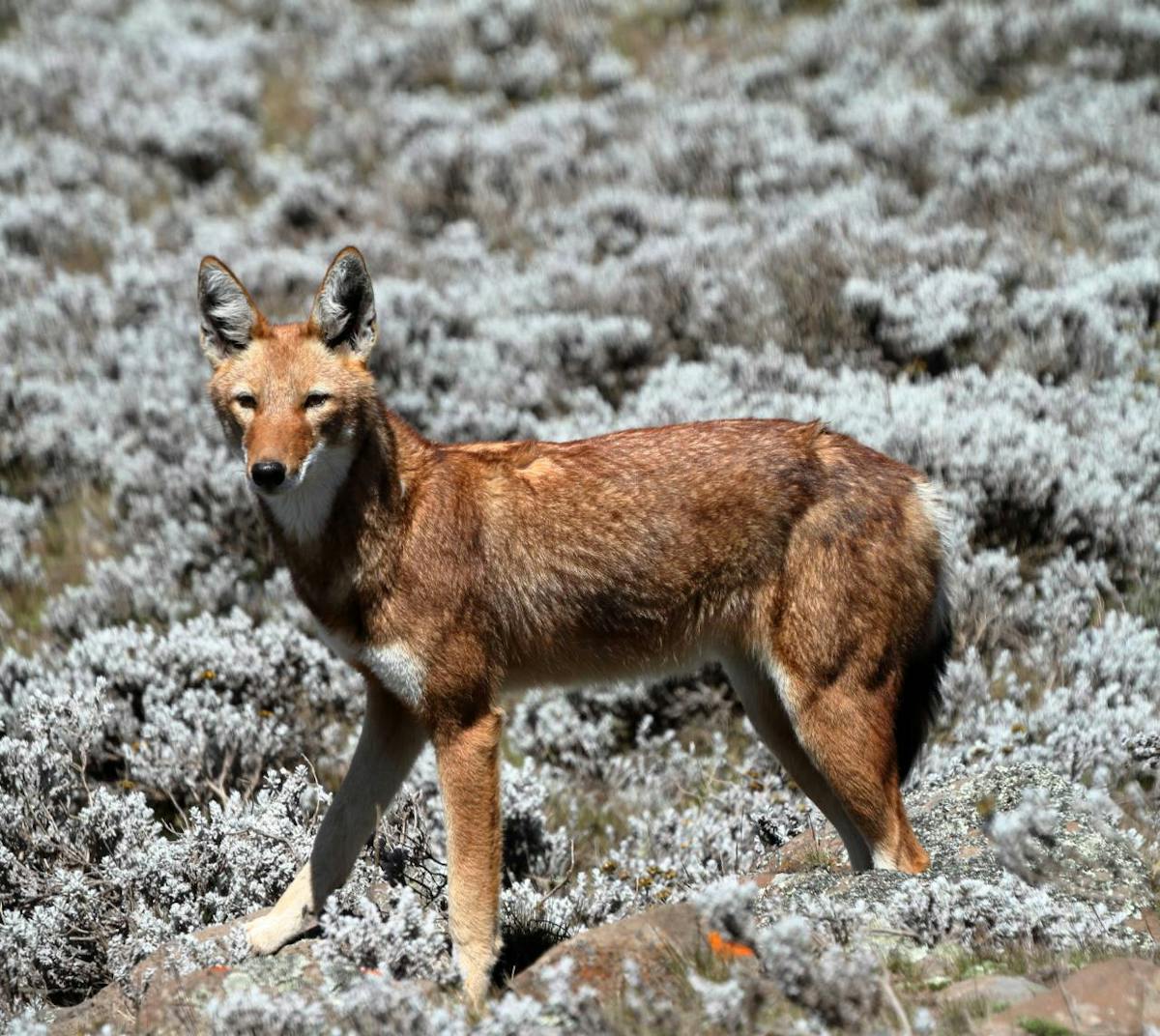 The Ethiopian wolf: meet Africa's fascinating most endangered carnivore