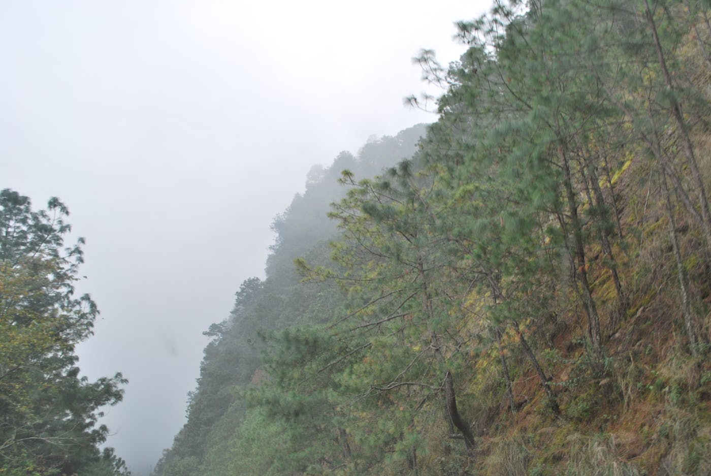 Mexican Dry & Coniferous Forests (NT28)