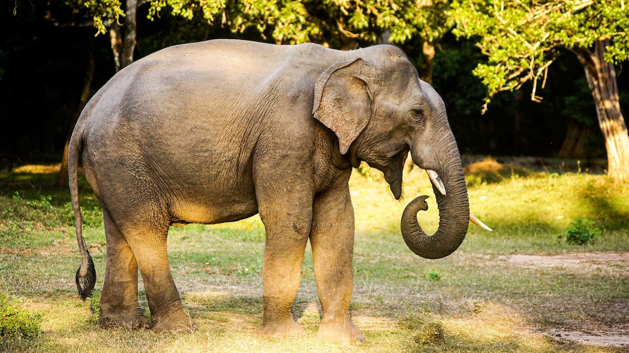 Asian elephant (Elephas maximus). Image by Sanjiv Fernando