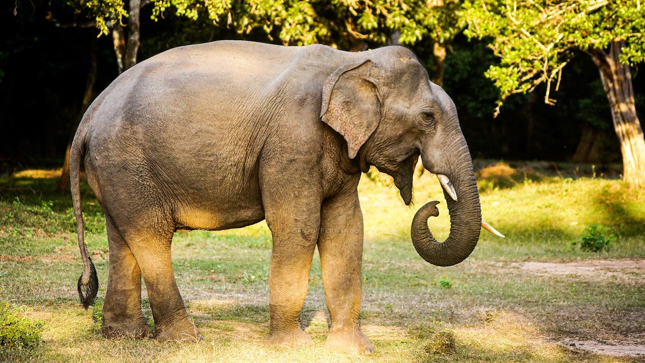 asian elephant