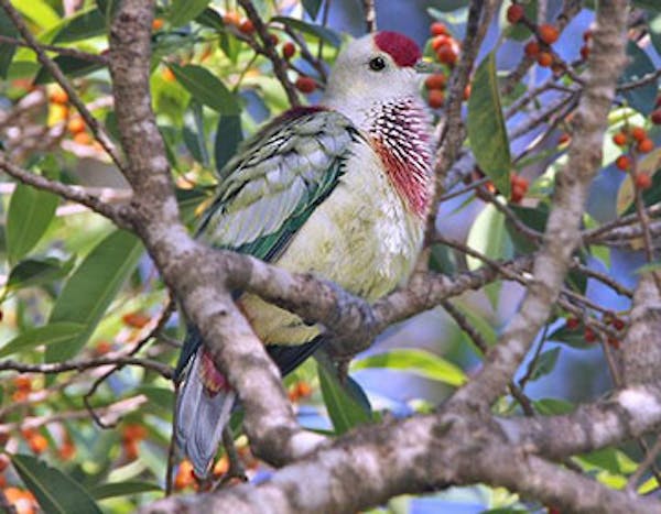 How the many-colored fruit dove helps the tropics flourish