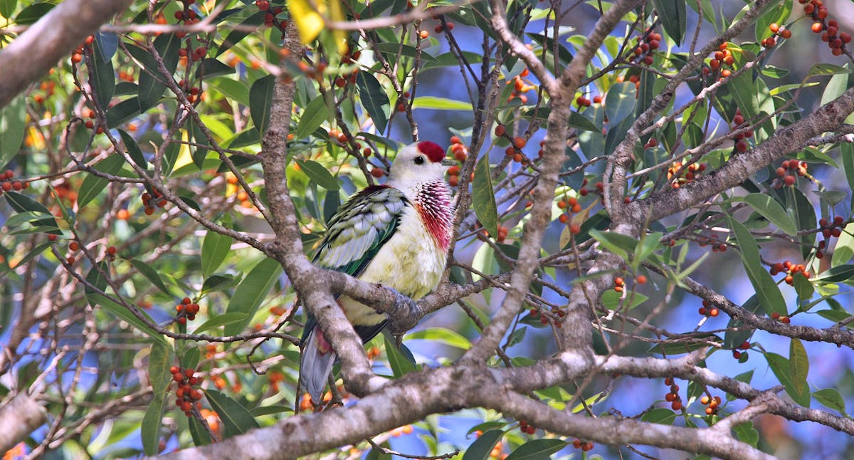 How the many-colored fruit dove helps the tropics flourish