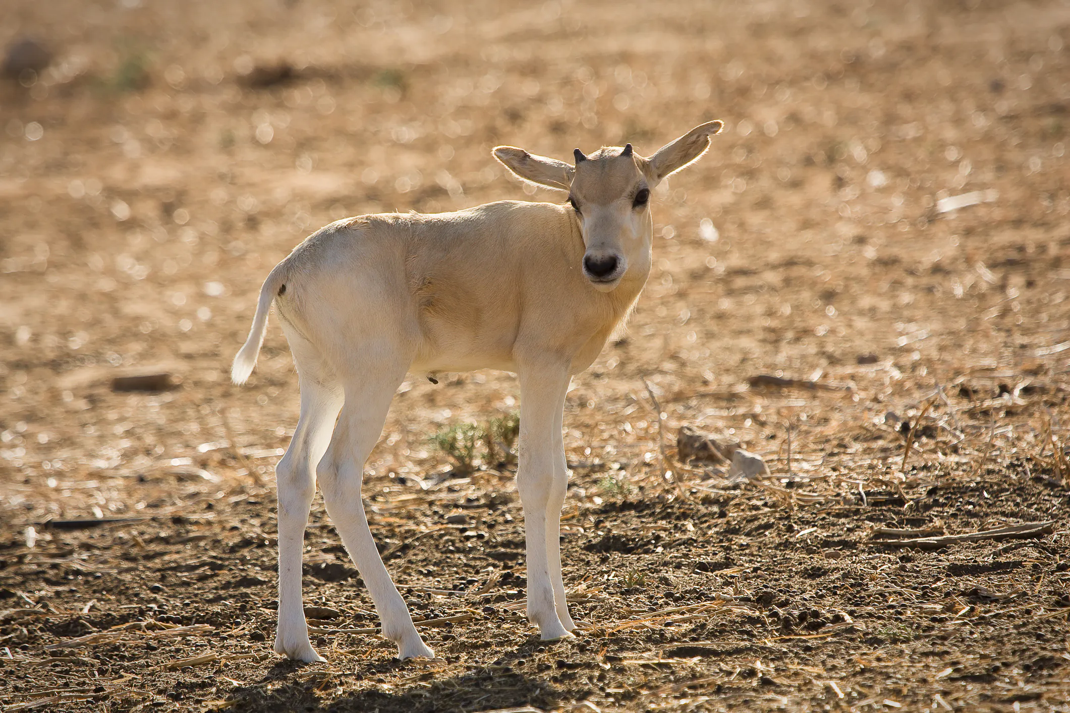 An addax calf. Image Credit: © Smellme, Dreamstime. An addax calf. Image Credit: © Smellme, Dreamstime.