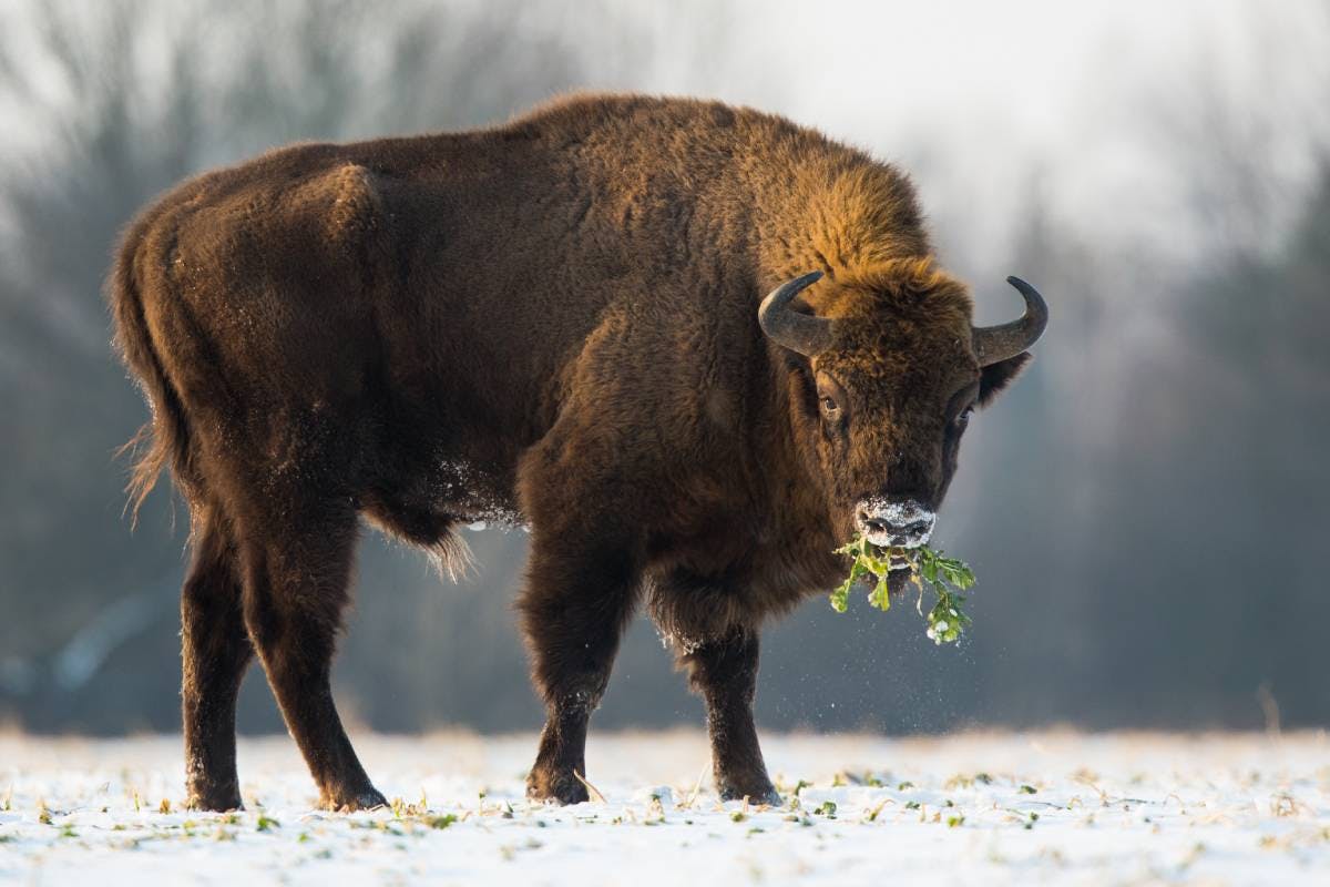 Rewilding the mighty European bison with the help of local communities |  One Earth