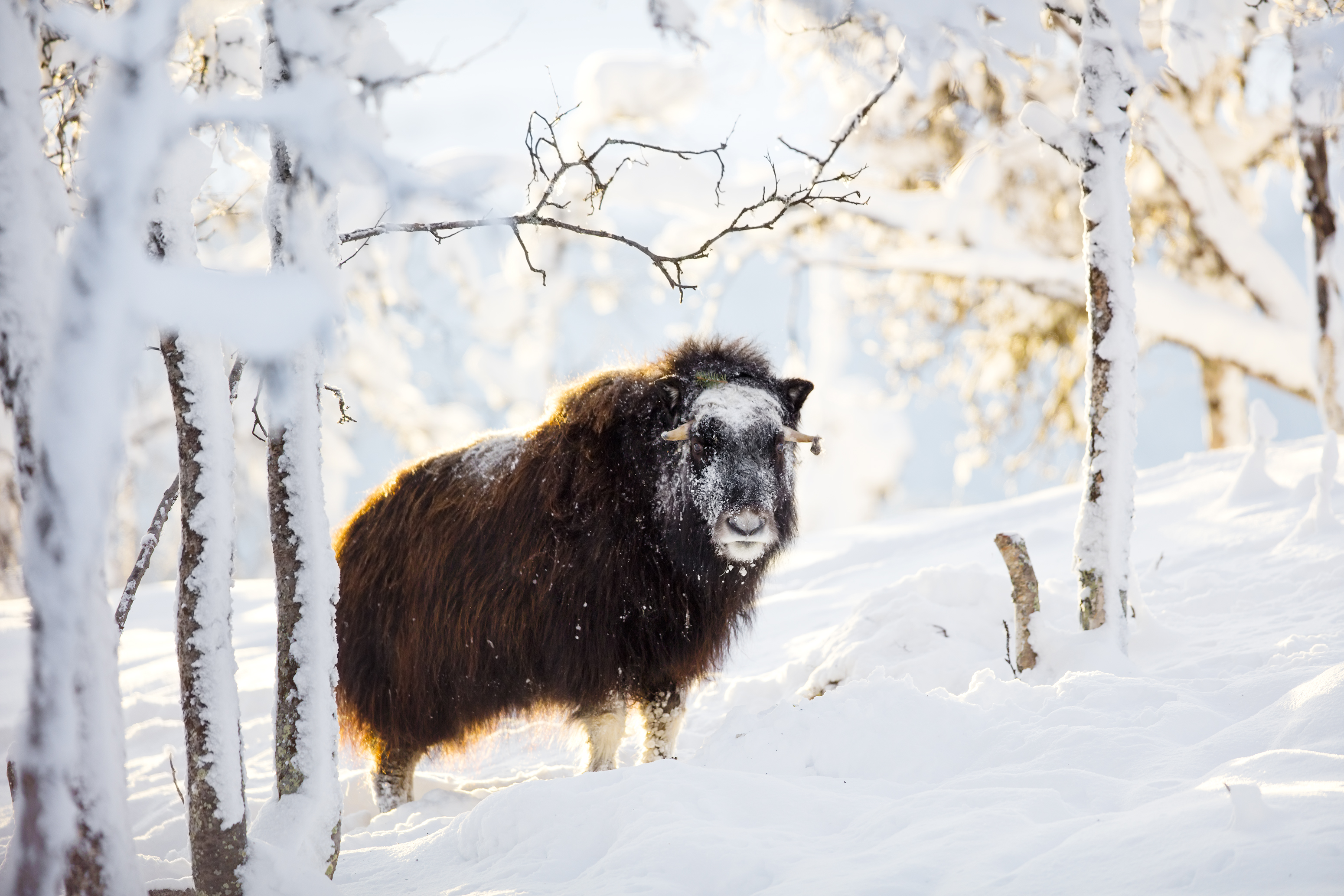 Large muskox standing in the winter snow at sunset. Image Credit: Kjekol, Envato Elements.