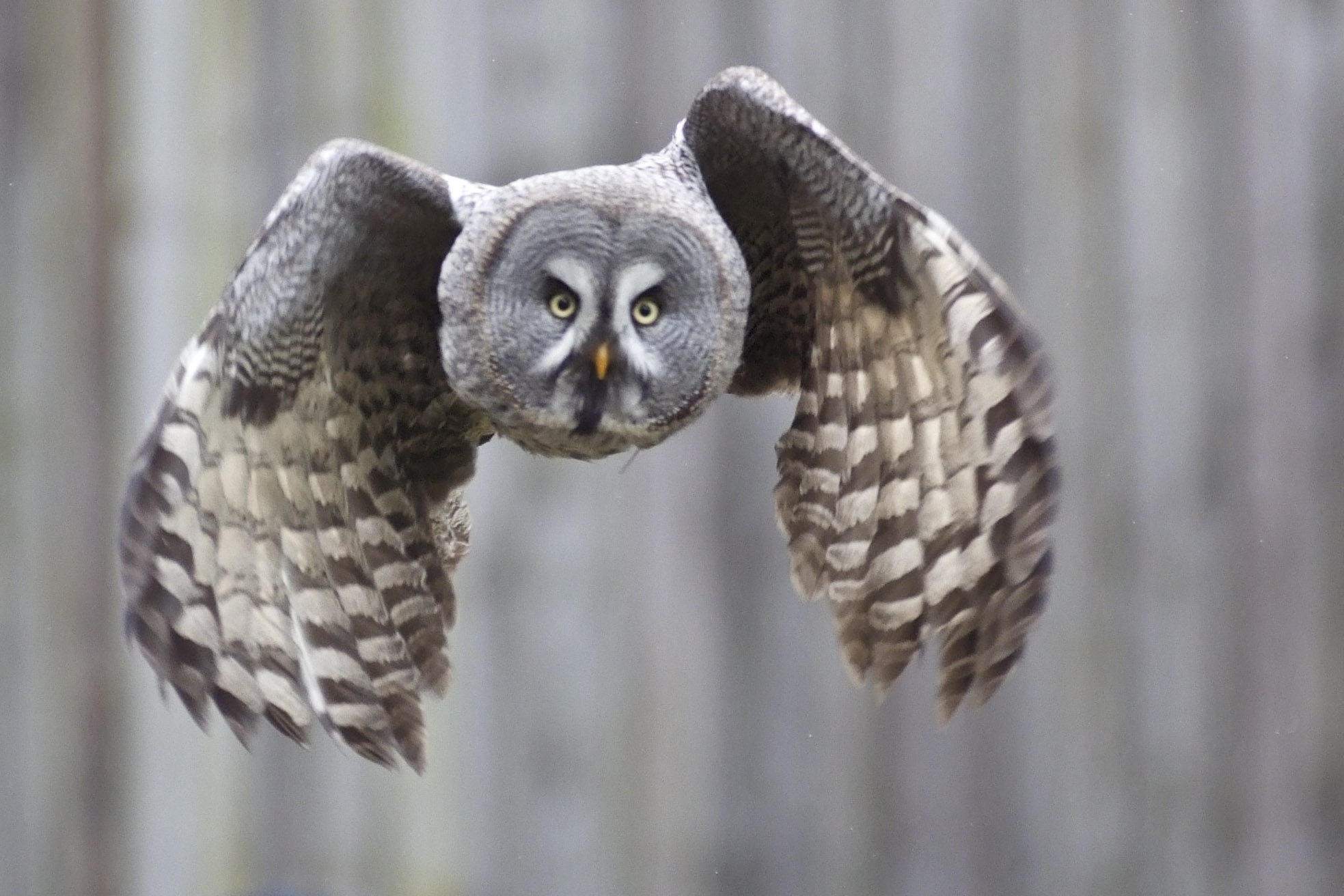 great gray owl wingspan