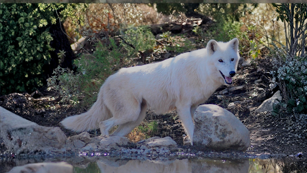 Tundra wolf. Image Credit: Rjime31, Wiki Commons.