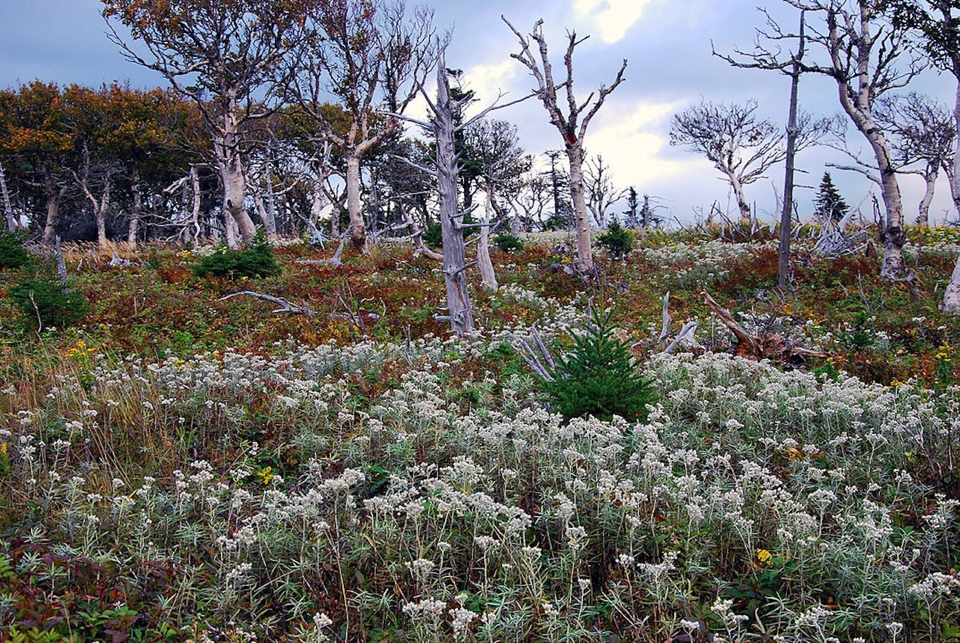 Northeastern American Mixed Forests (NA10)