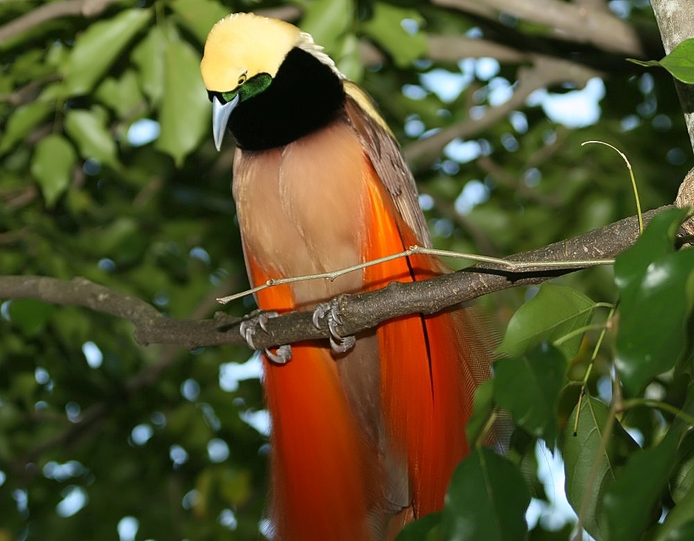 Bird of Paradise. Image credit: Wikipedia, David J. Stang (CC by 4.0)